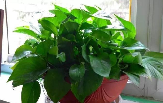 绿萝怎么养才爆盆和爬满墙,绿萝的养殖方法水培绿萝