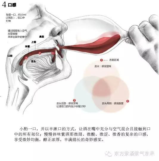 一杯紫酒,轻松周末,采摘品鉴邀您相约
