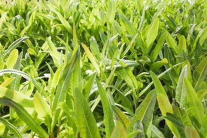 莴笋抽薹的原因与控制技巧,莴笋发芽徒长怎么办