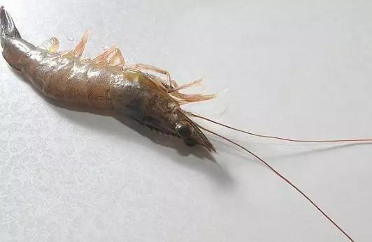 怎么通过煮熟的虾尾分辨新鲜虾,淡水虾怎么吃最好