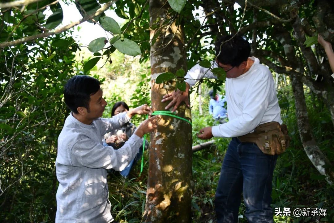 南糯山拔玛寨茶的特点,南糯山拔玛茶介绍