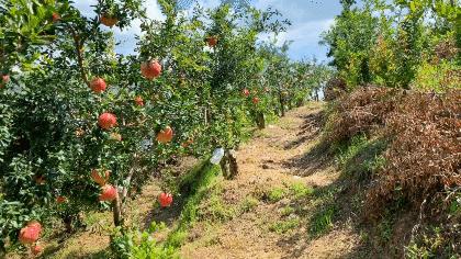 突尼斯软籽石榴真的是很甜很甜,突尼斯软籽石榴口感细腻好吃到爆