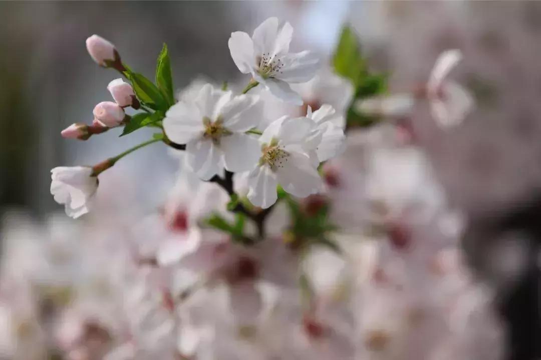 乐山大佛为何不属于石窟,乐山不止有大佛还有美食