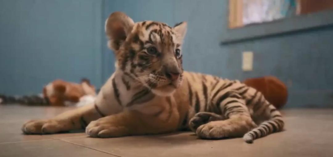 疫情中全美国都在安利这疯子电影