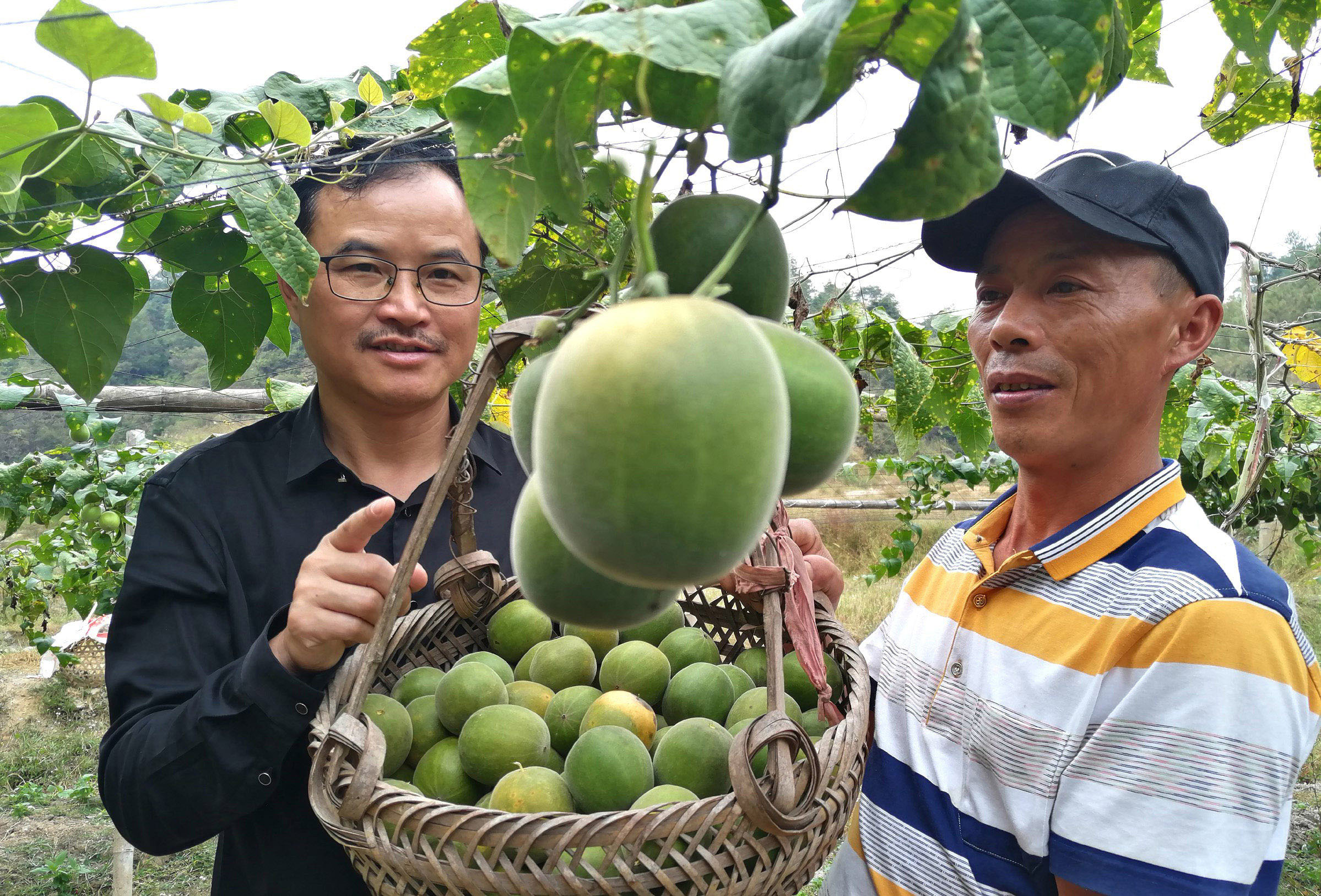 龙岩连城县詹堂清试种成功致富果