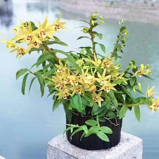 石斛兰的正确养护方法,石斛兰养护的小技巧