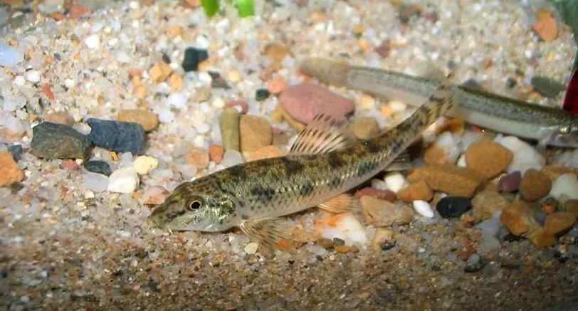 原生冷水清道夫,观赏鱼推荐冷水鱼清道夫