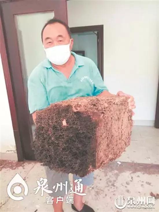 各种各样的毒虫被咬了怎么办,十大毒虫咬了有什么症状