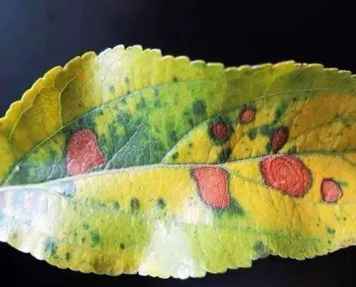 苹果树病虫害防治视频,苹果树病虫害全年防治大全