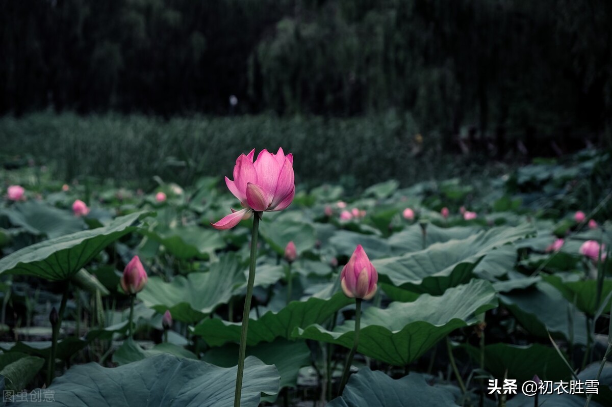 蒋捷唯美风荷两首，我爱荷花花最软，似彩凤、乱惊飞