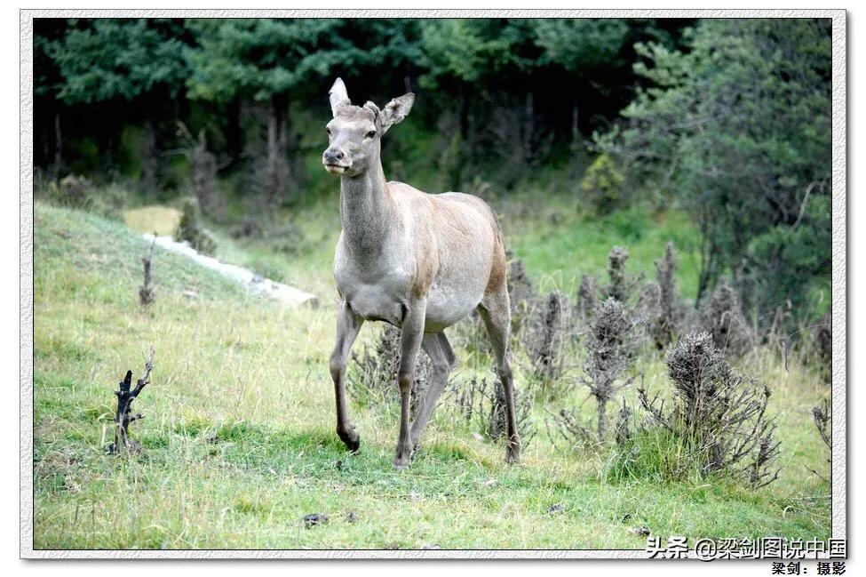 禁止野生动物保护环境人人有责,保护生态环境禁止野生动物上餐桌