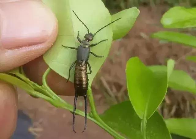 柑橘常见害虫高清图谱,柑橘常见害虫图片大全