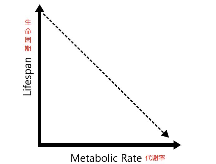 乌龟为什么能长寿,乌龟为什么这么长寿