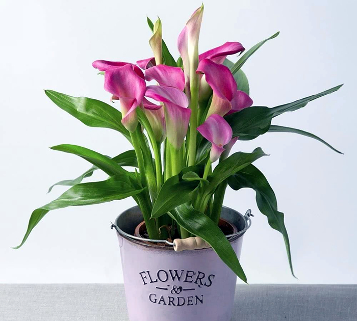 马蹄莲的正确养护方式,马蹄莲的养护注意事项和禁忌