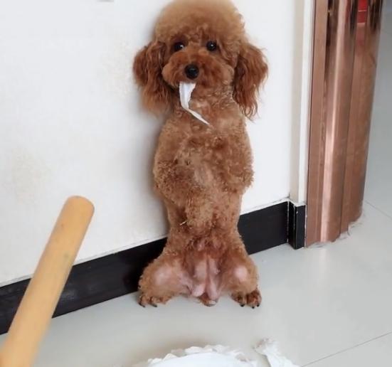 如何引导泰迪去厕所大小便,泰迪1-3个月如何训练定点大小便