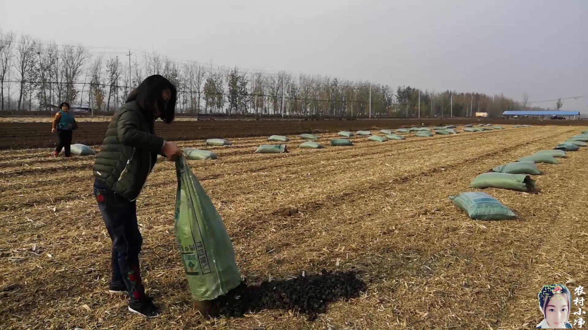 种植小生姜划算还是大生姜划算,种植生姜的最新技术生姜越冬