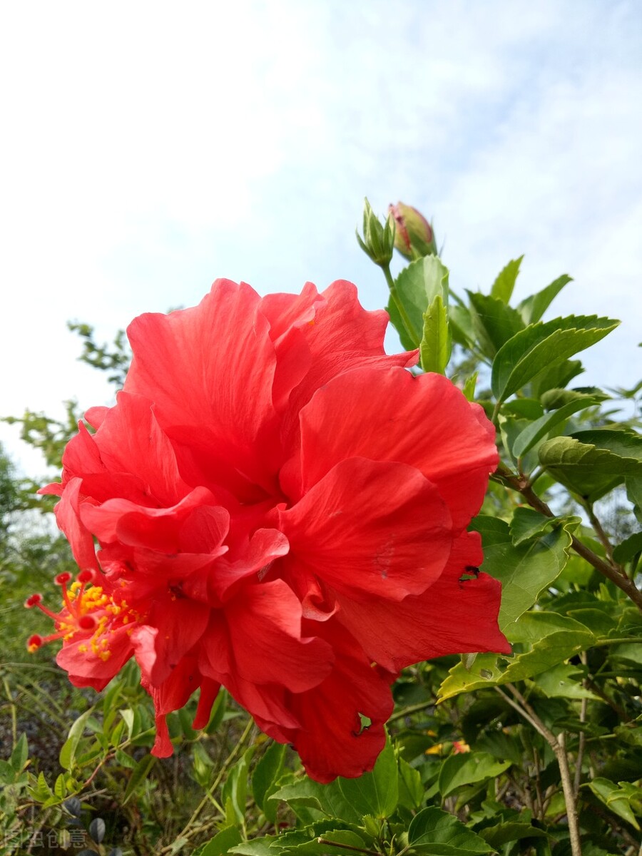 扶桑如何才能养好,扶桑为什么不能在家里养