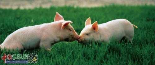 怀孕母猪各个阶段正确饲养方法,妊娠母猪饲养管理的两个关键时期