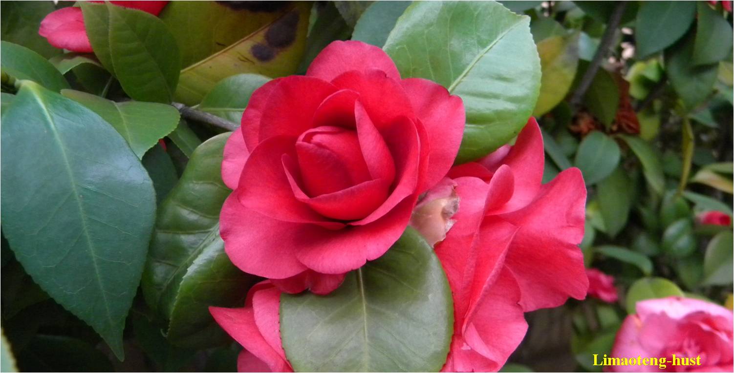 话说油茶树,山茶花油茶和茶梅的区别图片