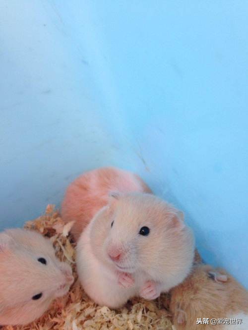 养仓鼠金丝熊会麻烦吧,金丝熊养长毛还是短毛