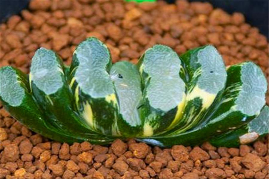 玉扇多肉适合什么盆,多肉玉扇稀有品种