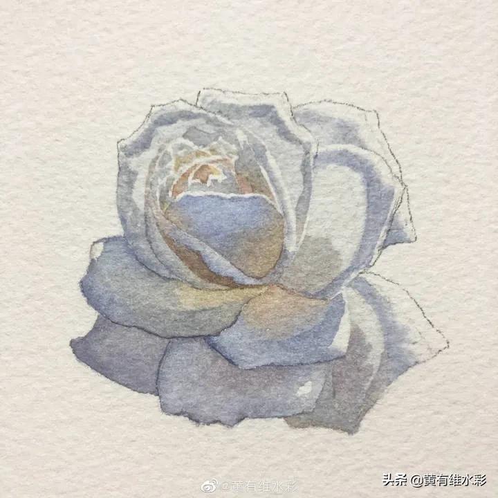 这朵白玫瑰99.99％是水，花瓣看起来很通透