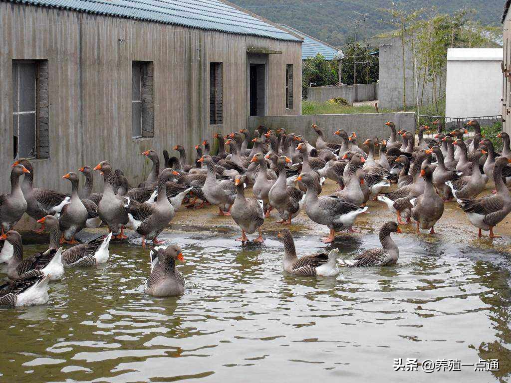 家鹅的常见病有哪些,家鹅的生理构造