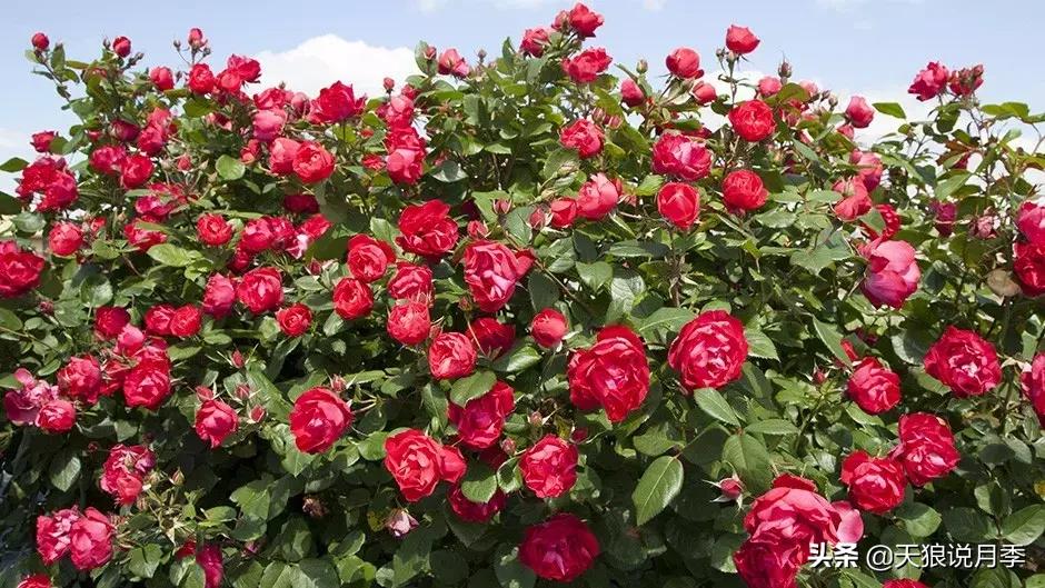 哪些月季品种抗病强,抗病性好月季有哪些