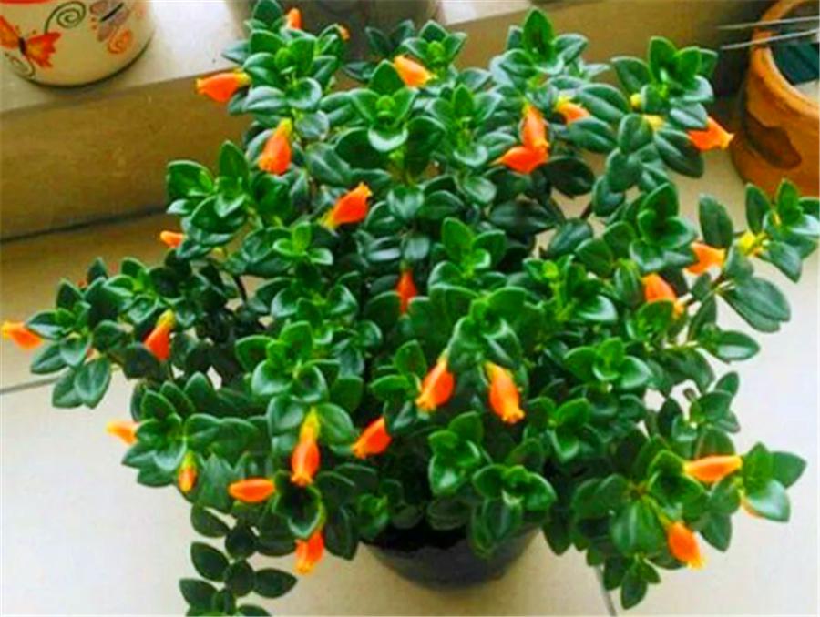 金鱼吊兰开花像小金鱼一样好看,金鱼吊兰夏季的养护方法