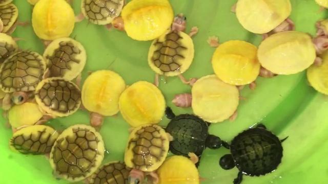 岁月是把杀猪刀？龟的成长中谁的变化大