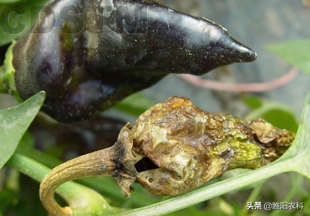 辣椒易生什么病该用什么药,辣椒有病毒病怎么治