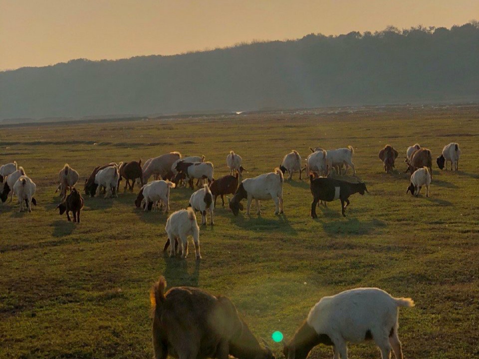 南昌这个小草原,可以近距离接触羊群,被称为“小呼伦贝尔”