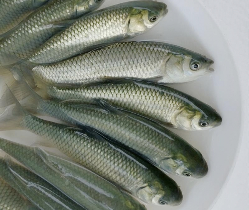 鱼苗成活率最高的方法,育鱼苗成活率低的原因