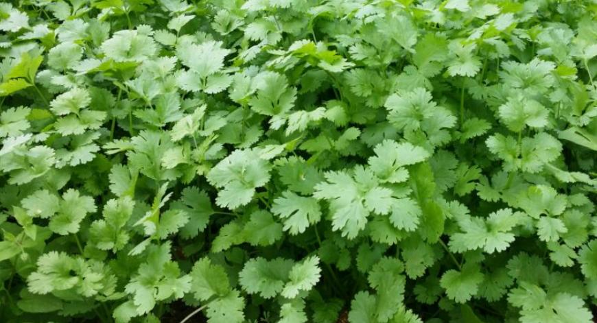 具体介绍一下香菜的一些种植方法,香菜种植时间和方法家庭种植香菜