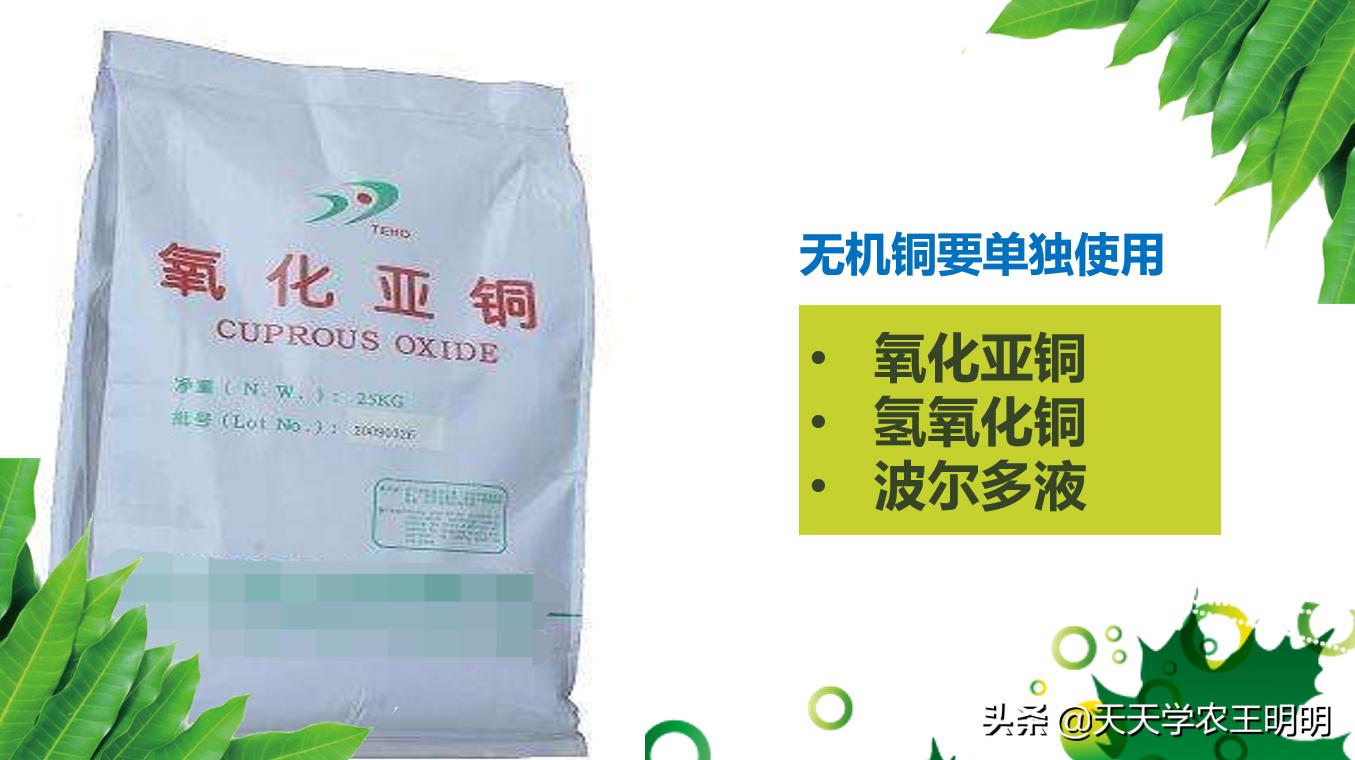 芒果炭疽用什么药,芒果炭疽