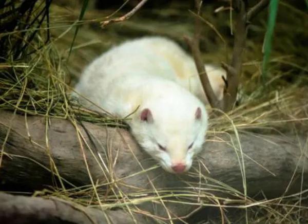 水貂养殖综合技术视频第一集,水貂养殖技术和养殖方法