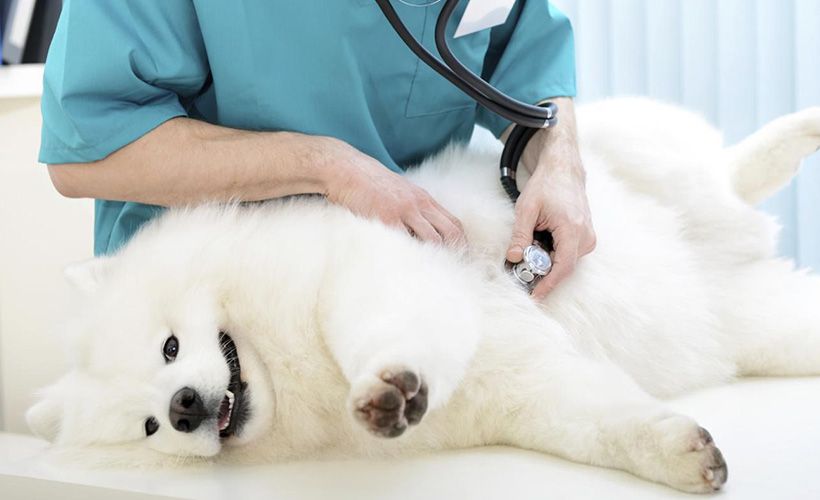 狗狗第一次怀孕主人该怎么办？这六点帮你做好准备，迎接新生命