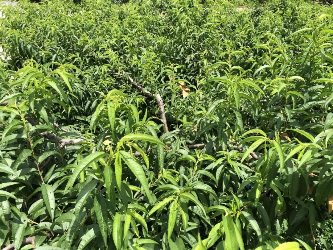 天时、地利、人和，一个深山网红桃的“修成”