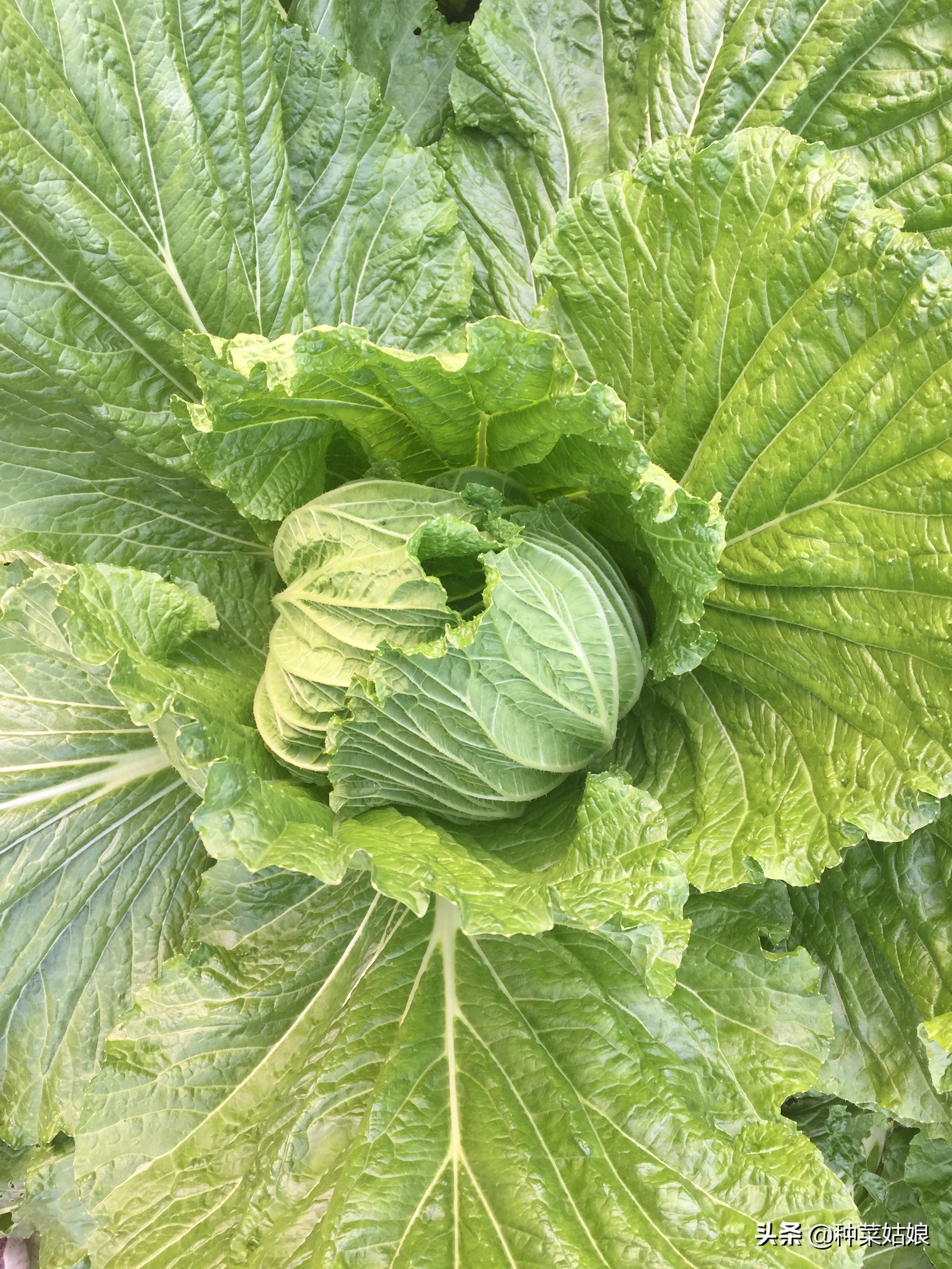 白菜干烧心的最好防治方法,白菜烧心是怎么回事还能吃吗