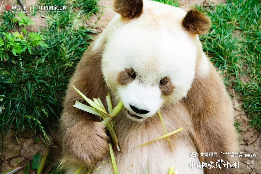 中国宝贝计划丨当胜达遇见PANDA看宝贝萌力十足