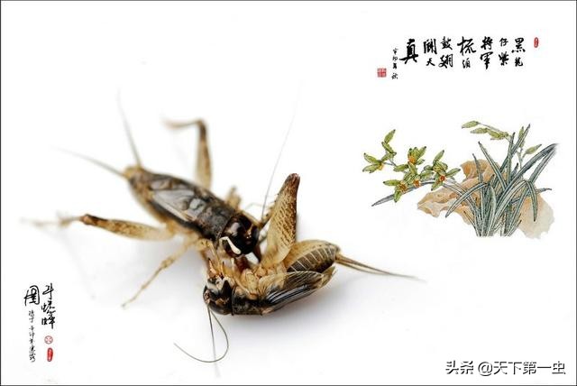 蟋蟀鉴别,蟋蟀鉴别图