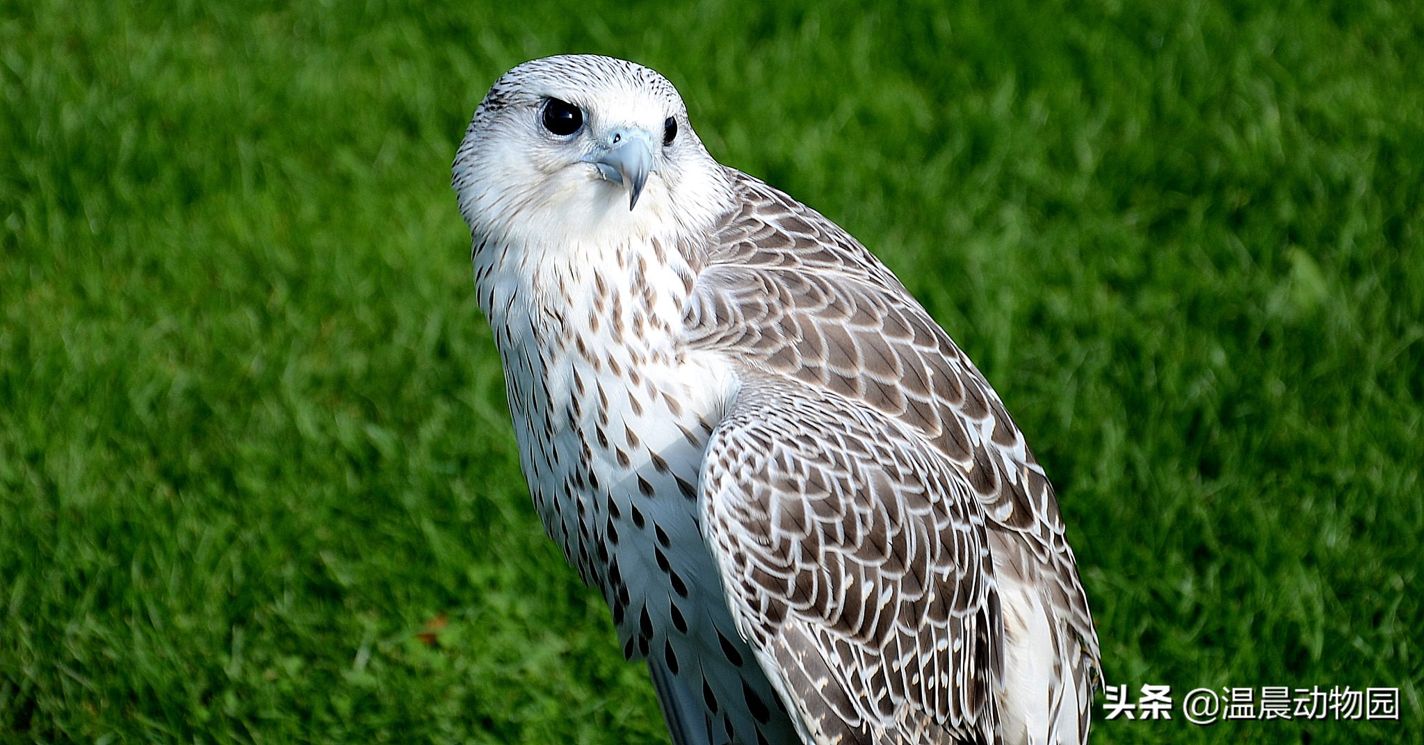 海东青简介和历史,海东青为什么是免死金牌