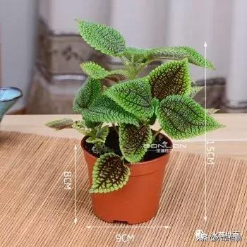 30cm水陆缸适合养什么,水陆缸植物前景中景后景搭配介绍