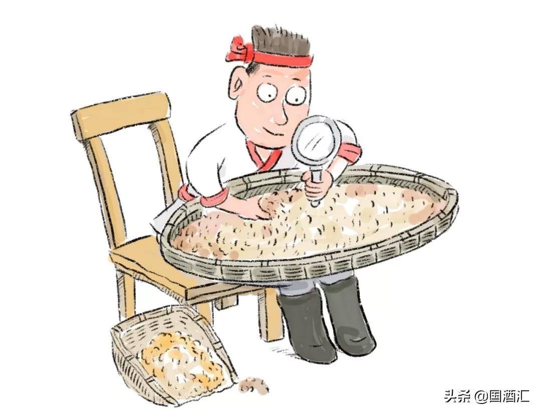 高粱和小麦酿酒口感好吗,高粱和小麦一起酿酒好喝吗