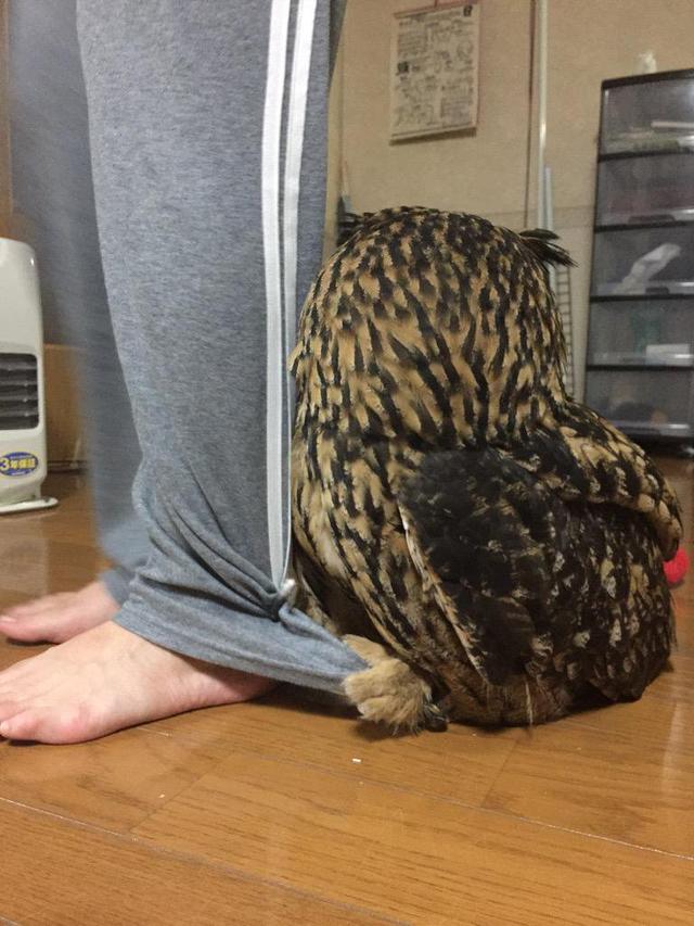 养猫头鹰不好吗,养猫头鹰有什么问题吗