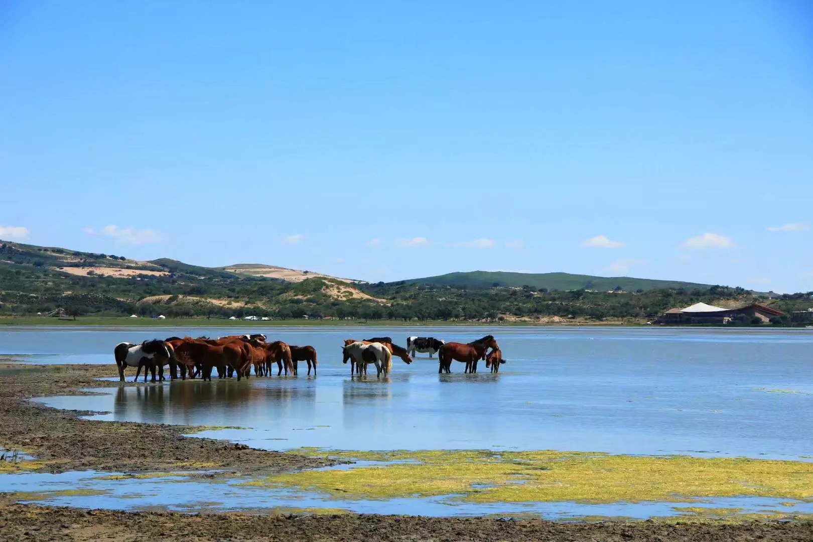 旅行去看草原美景,去草原撒欢视频