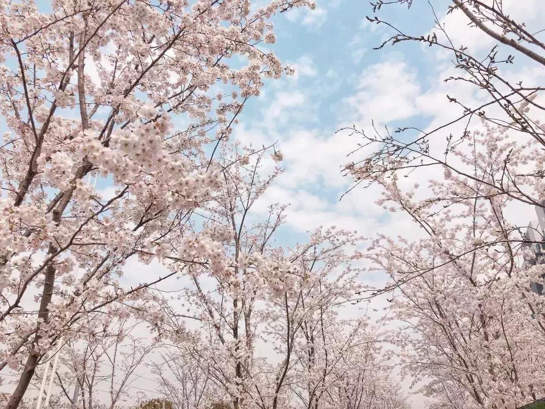 不一样的生活高新区,高新区有什么特点