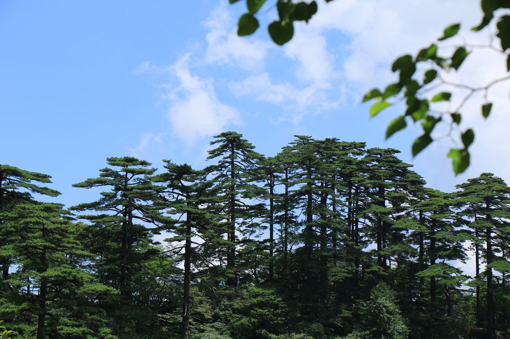 辛弃疾一首绝妙好词,辛弃疾最著名的一首西江月