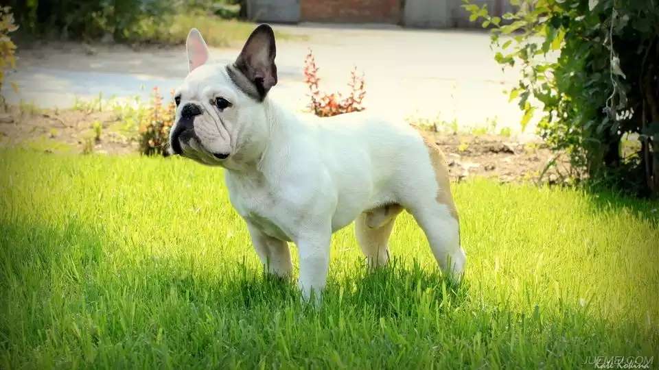 夏天到了养宠家庭必备,夏季来了谨防中暑