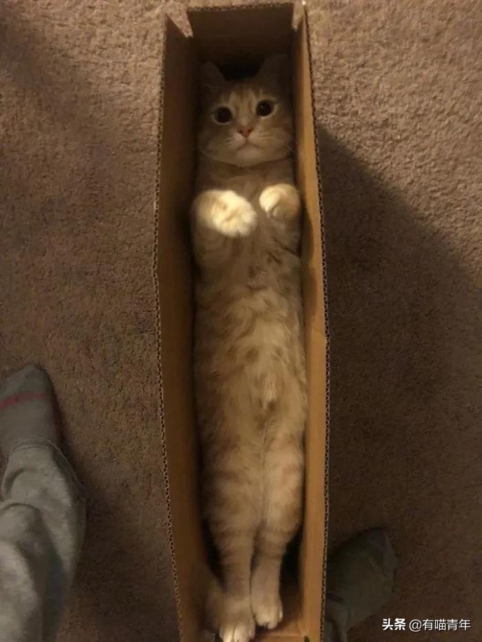 众所周知猫是液体吗,众所周知猫都是液体